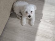 2 aylık maltese terrier 