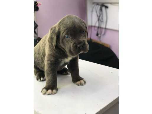 SAFKAN CANE CORSO YAVRULARI 