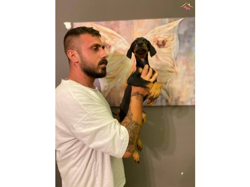 SAFKAN DOBERMAN YAVRULARI 