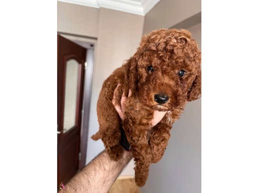 ORJİNA TOY POODLE RED BROWN KORE KAN