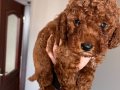 ORJİNA TOY POODLE RED BROWN KORE KAN
