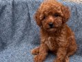 SAĞLIK GARANTİLİ UYGUN DİŞİ TOY POODLE 