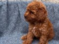 SAĞLIK GARANTİLİ UYGUN DİŞİ TOY POODLE 