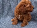 SAĞLIK GARANTİLİ UYGUN DİŞİ TOY POODLE 