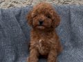 SAĞLIK GARANTİLİ UYGUN DİŞİ TOY POODLE 