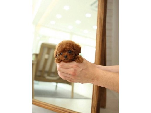 Irkın En Bebekleri-Show Class