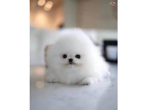 Gerçek Boo -Teddy Bear Pomeranian bebeklerimiz