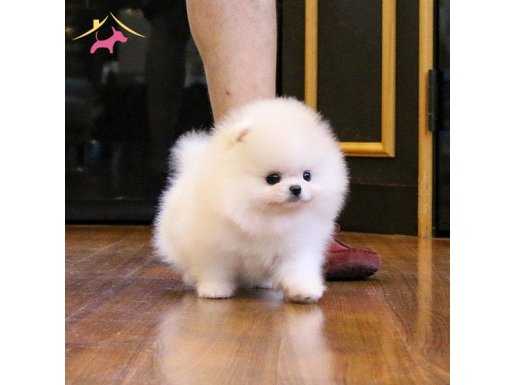 Teddy Bear Garantili Pomeranian Bebeklerimiz
