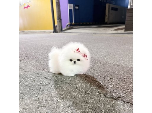 Kar beyazı Mini Poodle Pomeranian Bebeklerimiz