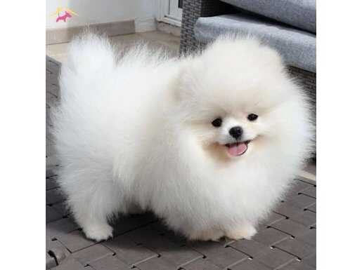 Ayı yavrusu değil Pomeranian Boo :)
