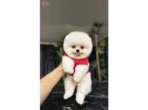 Ayı yavrusu değil Pomeranian Boo :)