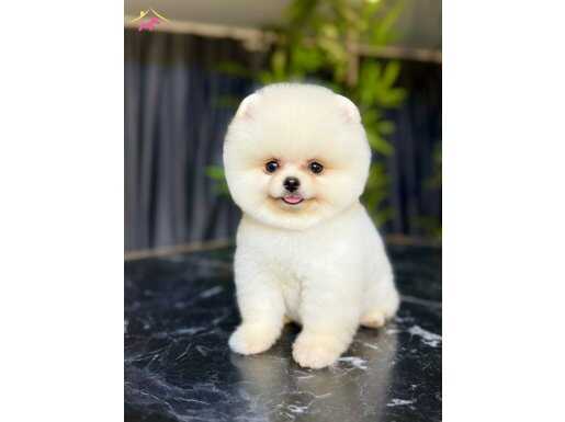 Adı Boo değil :) kendisi teddy bear