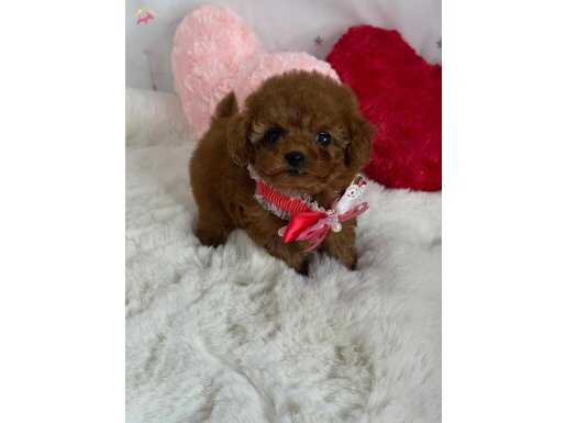 Sadece sözde küçük kalıyor demiyoruz :)