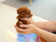 Irkın En Bebekleri-Show Class