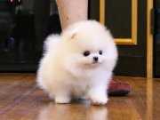 Teddy Bear Garantili Pomeranian Bebeklerimiz