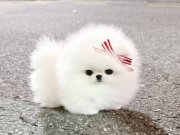 Kar beyazı Mini Poodle Pomeranian Bebeklerimiz