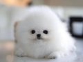 Gerçek Boo -Teddy Bear Pomeranian bebeklerimiz