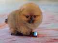 Secereli Teddy Garantili Pomeranian bebekler