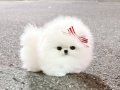 Kar beyazı Mini Poodle Pomeranian Bebeklerimiz