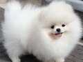 Ayı yavrusu değil Pomeranian Boo :)