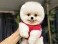 Ayı yavrusu değil Pomeranian Boo :)