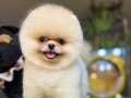 Kar beyazı Mini Poodle Pomeranian Bebeklerimiz