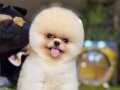 Kar beyazı Mini Poodle Pomeranian Bebeklerimiz