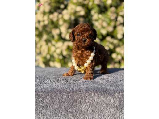 Toy poodle bebeklerimiz ziyarete açik