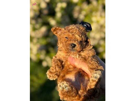 Maltipoo bebeklerimiz gelmiştir 