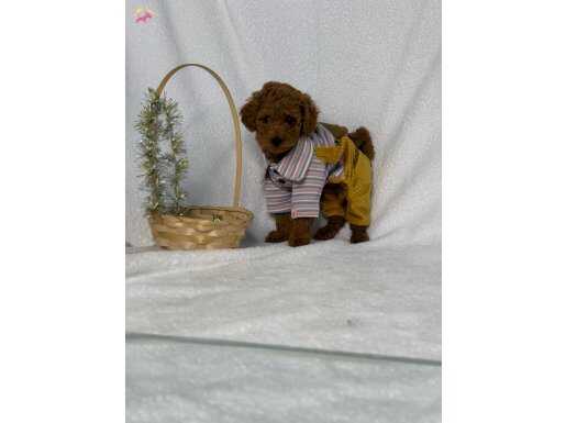 TEACUP POODLE ANNE ALTİNDAN