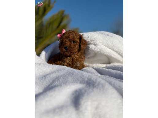 TEACUP POODLE BEBEKLER