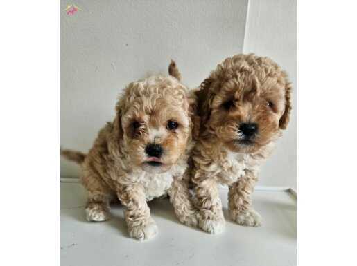 Poodle ayarinda maltipoo