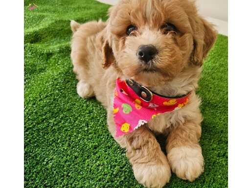 POODLE DİYE YAZİLAN MALTİPOOLARA SON