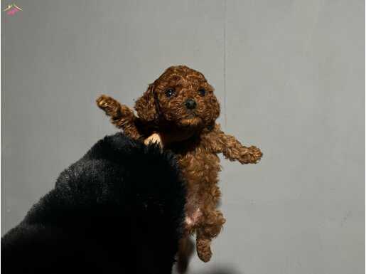 Red poodle Yavrularimiz 