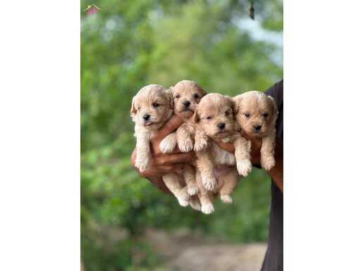 Maltipoo yavrularimiz kg garantili