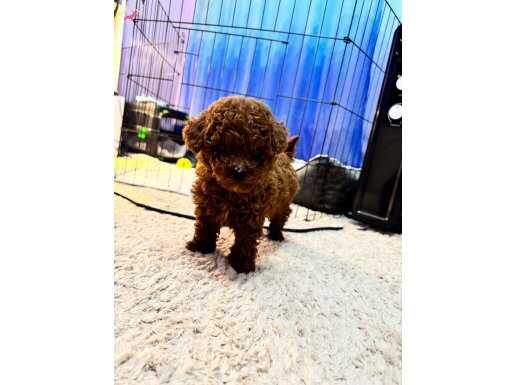Kore poodle yavrular