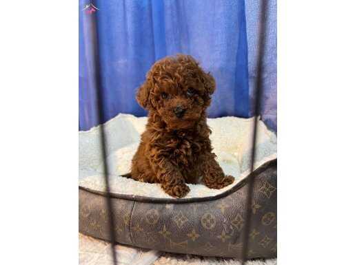 Koyu renk Poodle