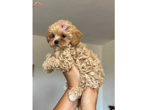 Poodle bebeklerimiz mevcut