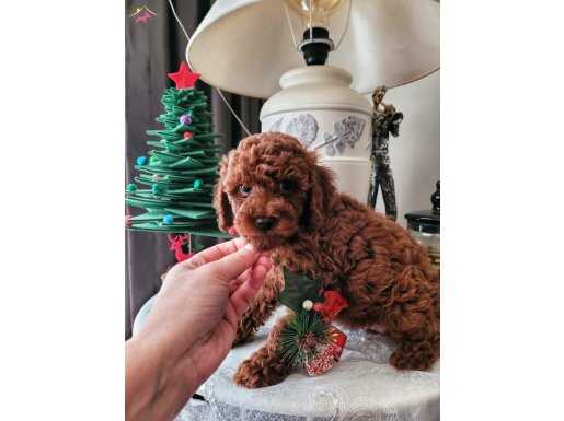 Anne altindan uygun poodle