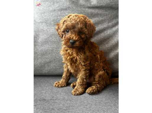 Poodle yavrularimiz teacup 
