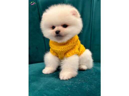 Ayi surat tedy bear 