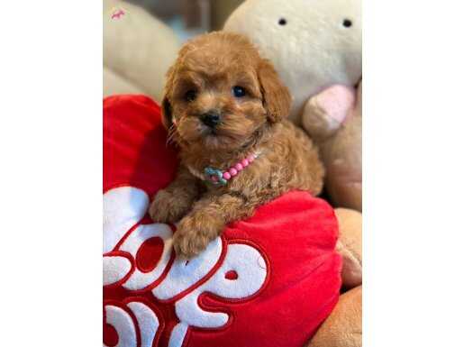 Maltipoo tedy bear