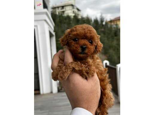 Toy poodle red