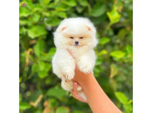 Ayicik surat Boo