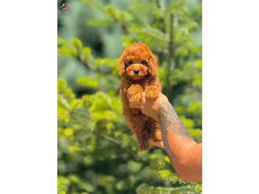 Toy poodle teacup