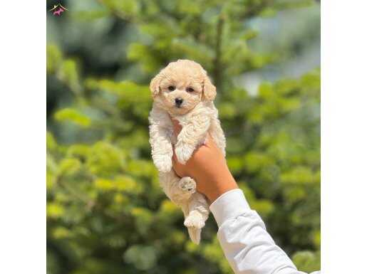 Maltipo baby teacup