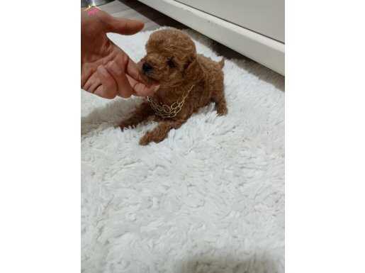 Maltipoo yavrularimiz teslime hazir