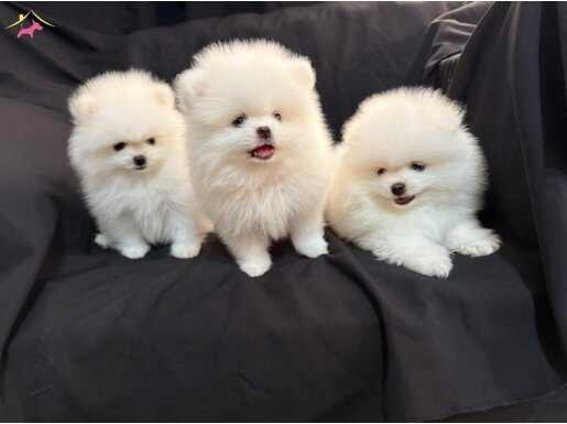 Pomerian orange ve beyaz mevcut