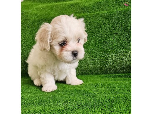 Teacup yavrularimiz sağlik garantili