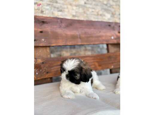 Shih tzu veteriner hekim tarafından teslim